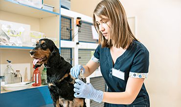 Keep Pets Parasite-Free For Their Health