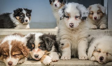 Where To Find the Best Purebred Dog