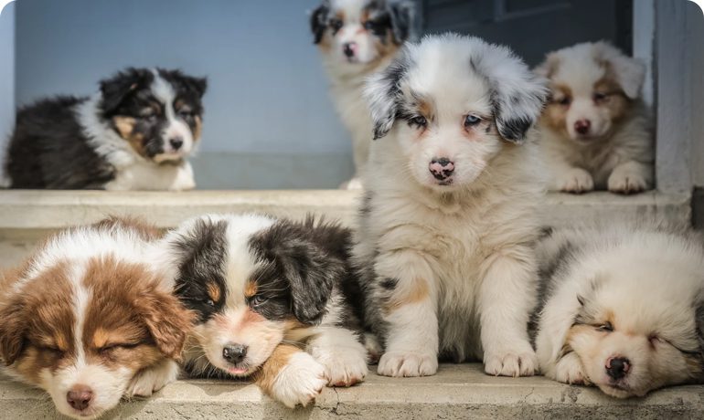14 Foods You Can Share with Your Dog
