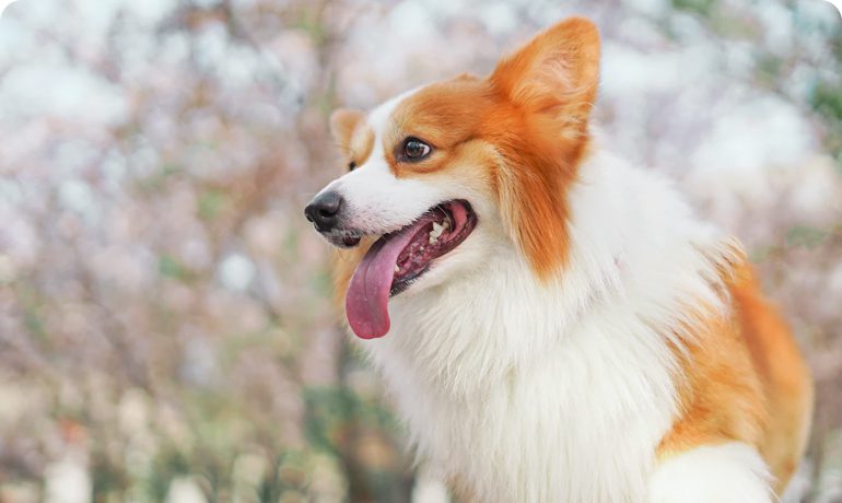 Tips and tricks: Puppy’s First Grooming